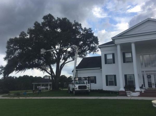 The Wood Doctor Tree Service