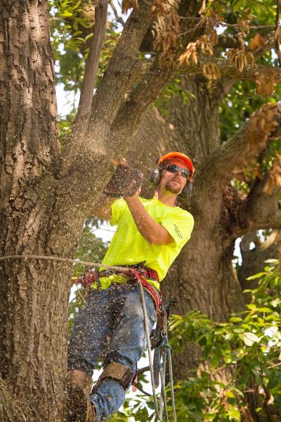 Aspen Tree Company