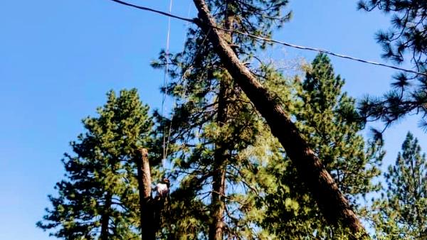Alta Vista Landscaping and Tree Service