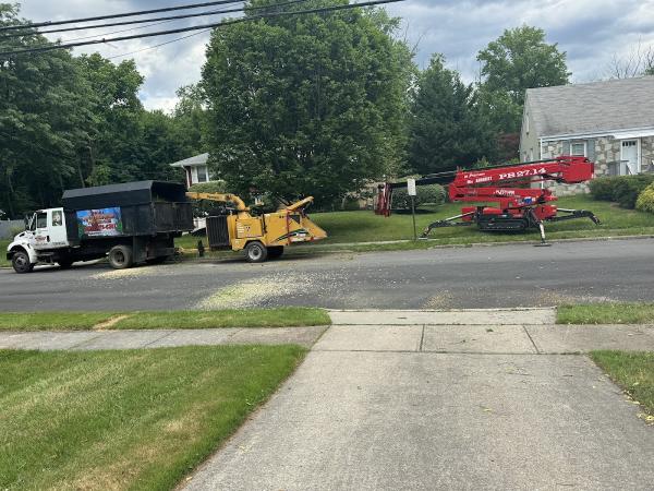Affordable Tree Removal Service