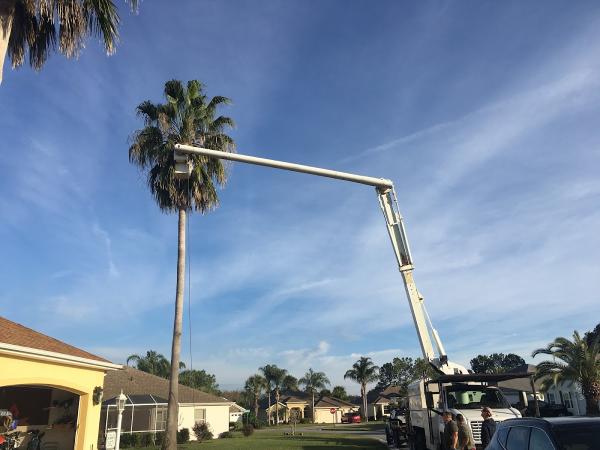 Action Tree Experts