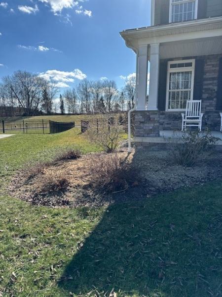 Moss Tree Services