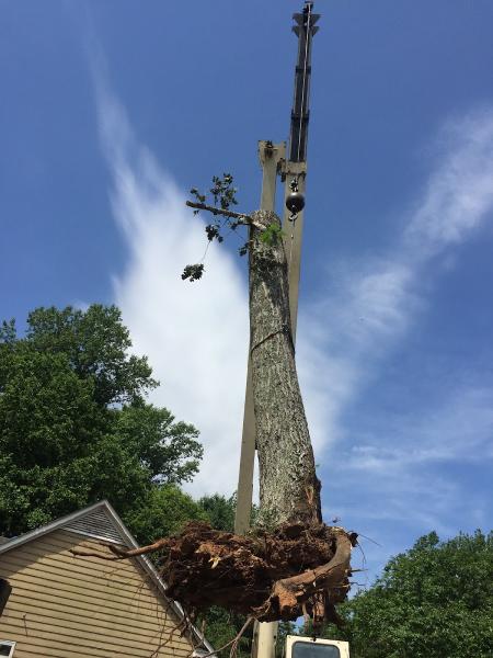 Hartsell Tree Services
