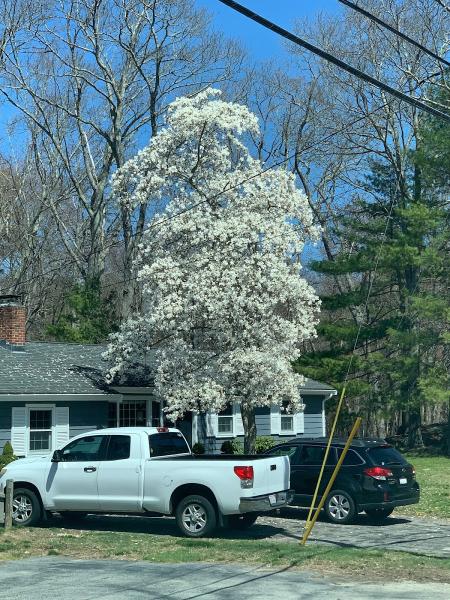 Dependable Tree Service
