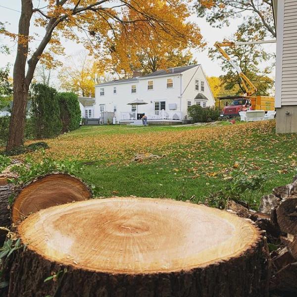 Dependable Tree Service