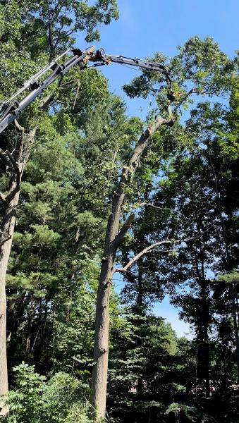 A Cut Above Tree Service LLC