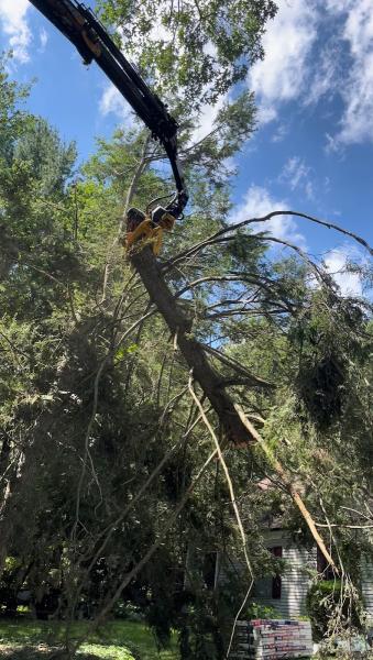 A Cut Above Tree Service LLC