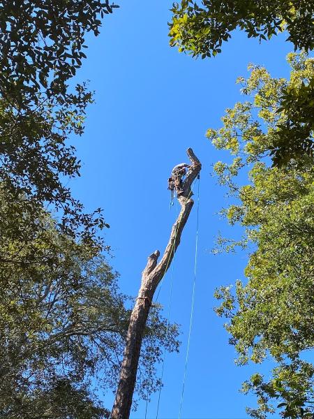 Bayside Tree Service LLC