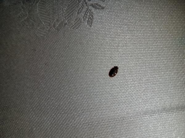 Bed Bug BBQ