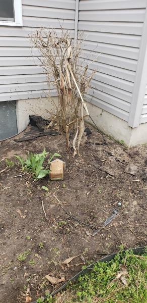 Boni Landscaping