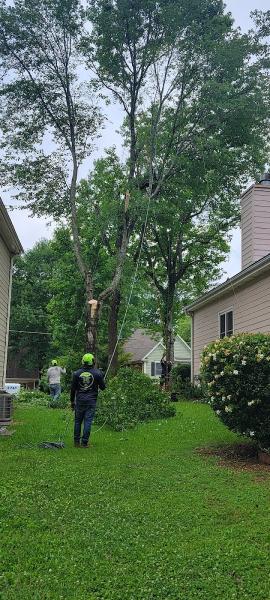 ATL Tree Work