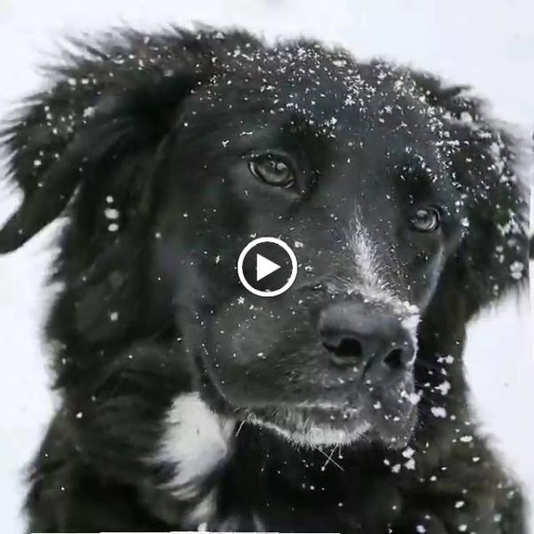 Super Skoopers Dog Waste Removal Services