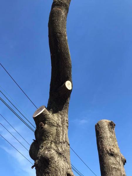 Jimmy's Tree Service