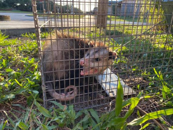 Hero Pest Solutions