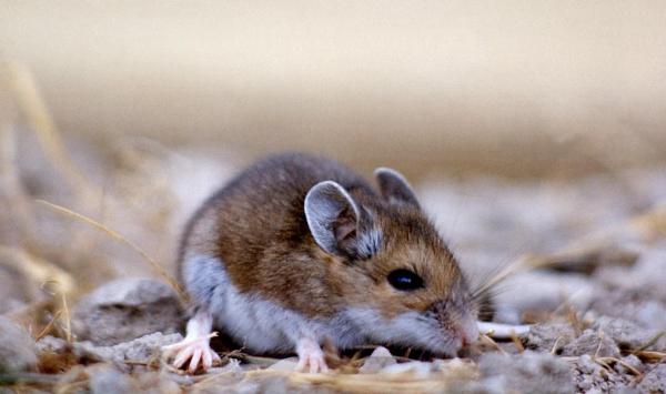 Alpha Pest Management LLC