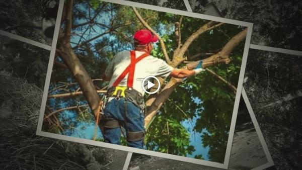 Salem Tree Service