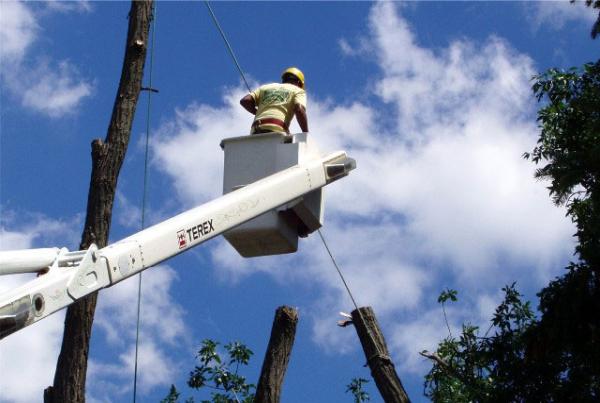 Salem Tree Service
