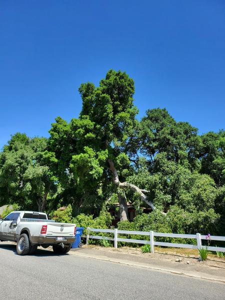 Golden Oak Tree Service