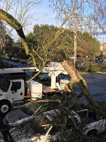 Golden Oak Tree Service