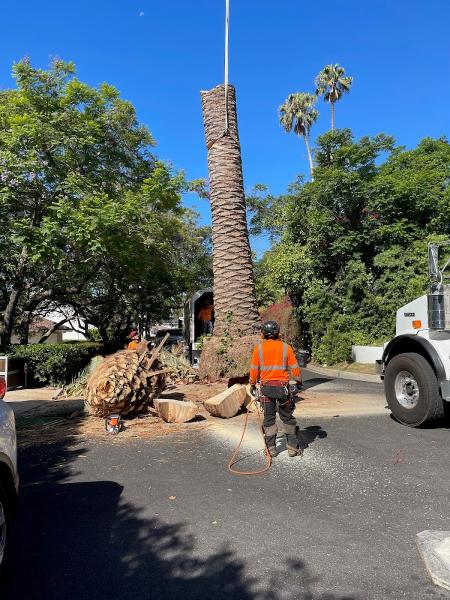 Golden Oak Tree Service