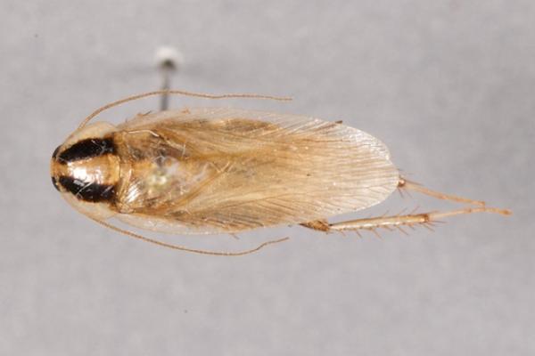 Ipro Pest Control