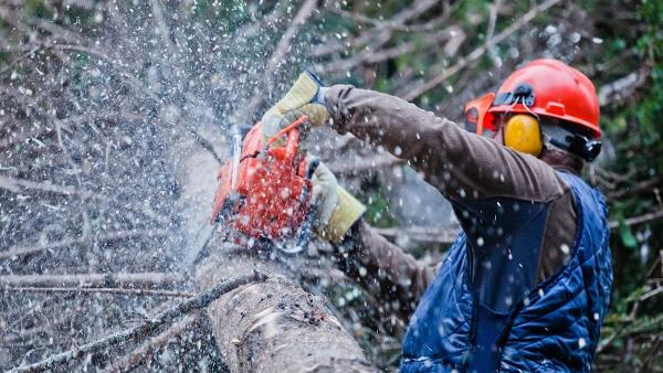 Seaben Tree Service