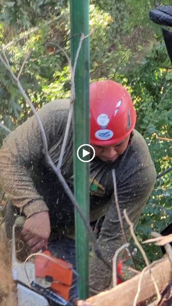 Teran Tree Experts