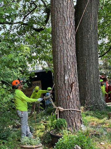 Teran Tree Experts