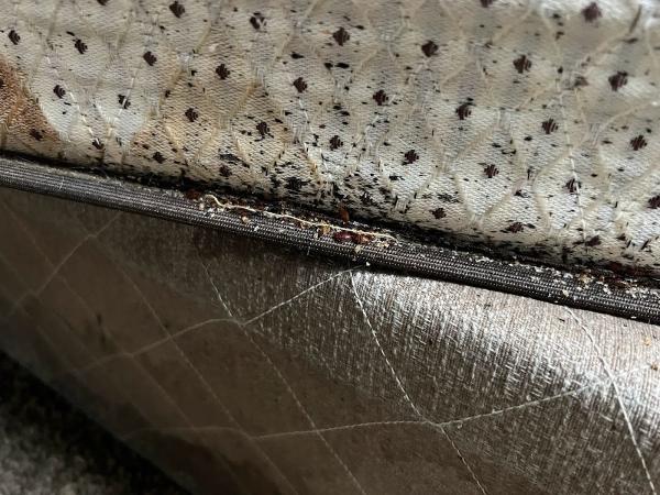 X Out Pest Services