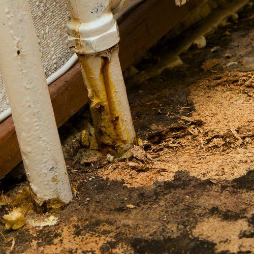 Meigin Mold Remediation