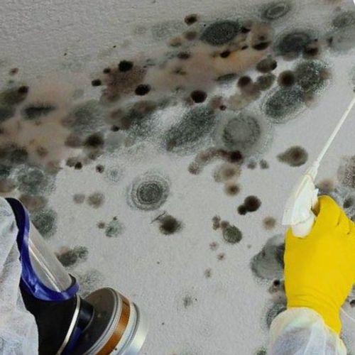 Meigin Mold Remediation