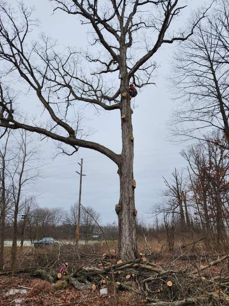 Bryant's Tree Service