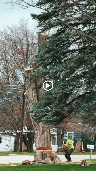 Daves Tree Removal Inc.