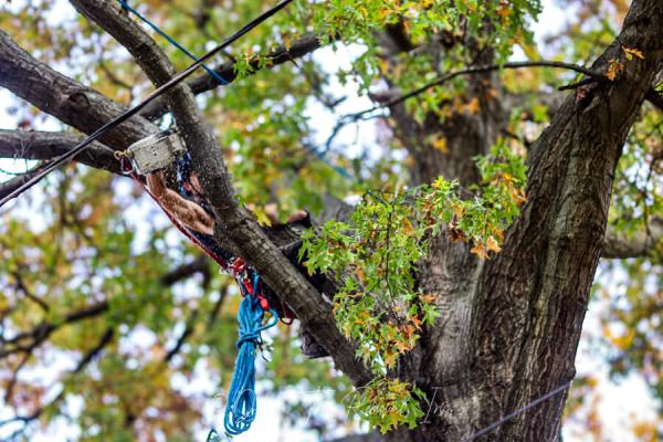 Daves Tree Removal Inc.