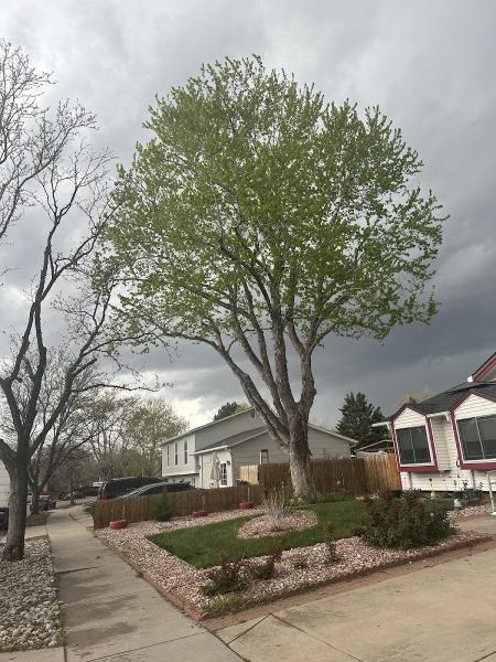 Canales Tree Service LLC