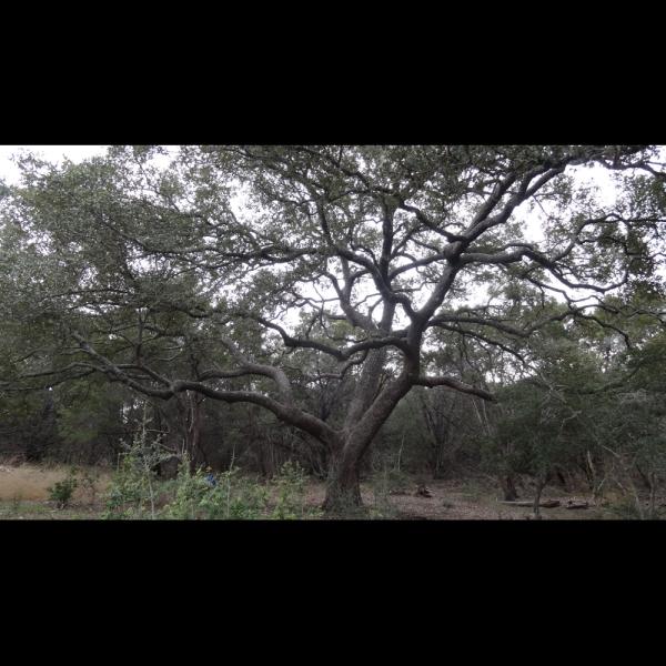 Garcia's Tree Trimming