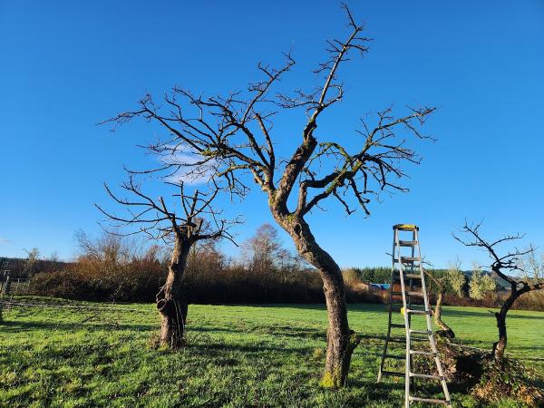 L. Gu Trees and Beyond LLC