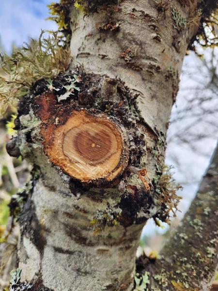 L. Gu Trees and Beyond LLC
