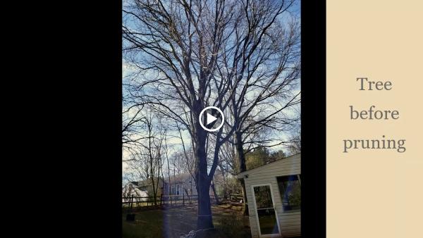 J & B Tree Services LLC