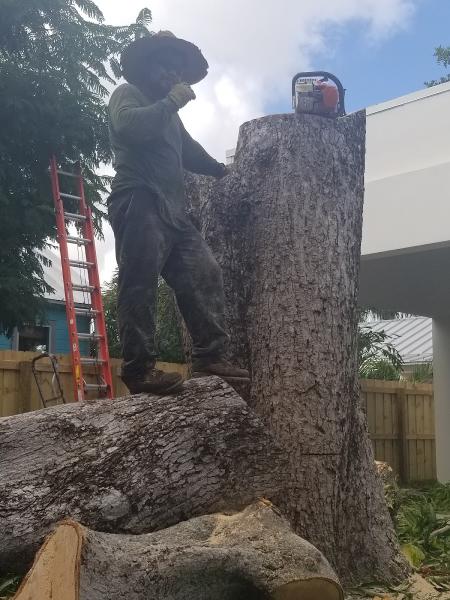 Discount Tree Services Miami
