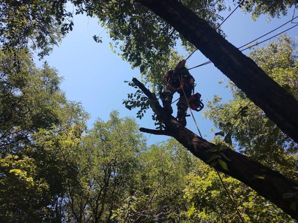 Oaklynd Tree Service LLC