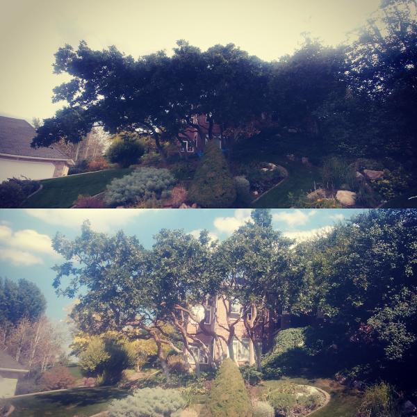 Oaklynd Tree Service LLC