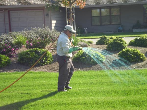 Rx Lawn Care Solutions & Weed Control