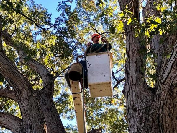 Doug's Tree Service