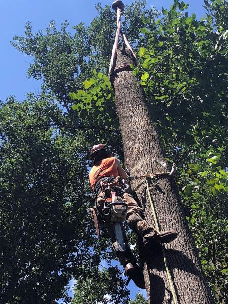 Doug's Tree Service