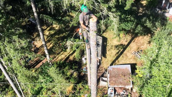 Thornhill Tree Care