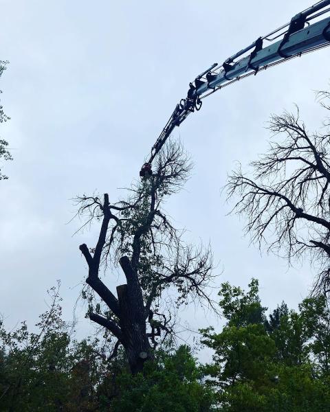 N&D Tree & Crane Services