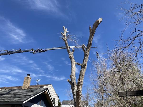 N&D Tree & Crane Services