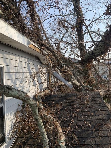 ACI Tree Removal & Land Clearing