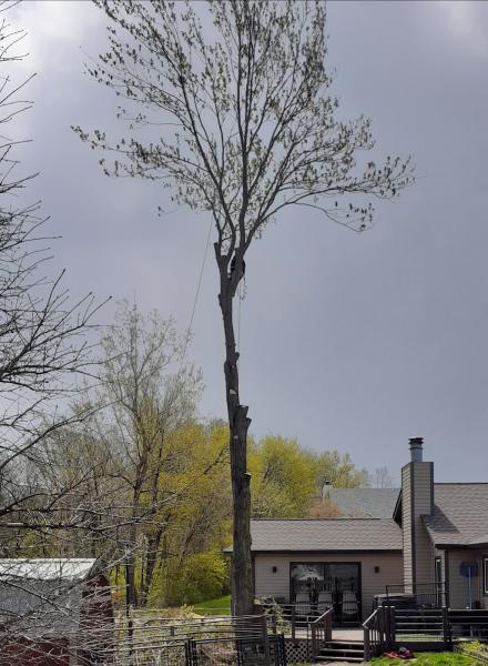 Maher Tree Service LLC